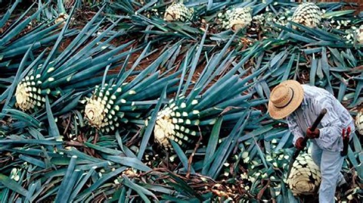 Why can tequila only be made in Mexico?