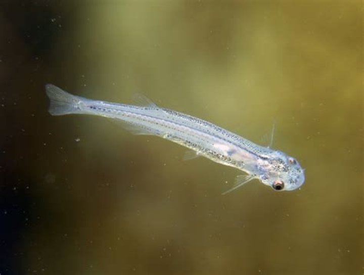 Why candiru swim up urine?