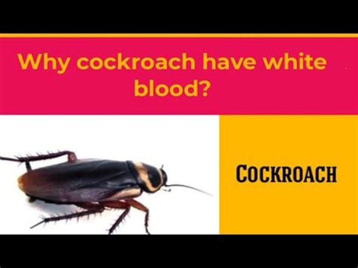 Why cockroach blood is white?