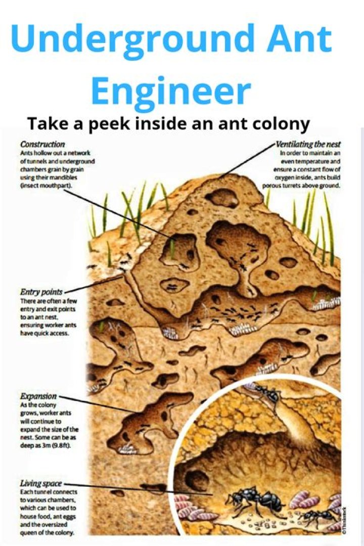 Why do ants pile up on each other?