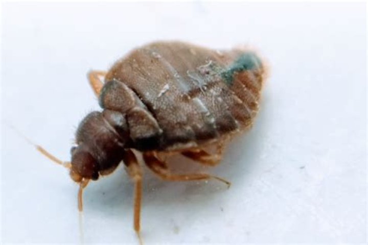 Why do bed bugs climb walls?