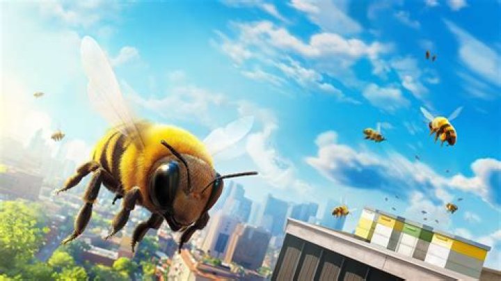 Why do bees chase you if you run?