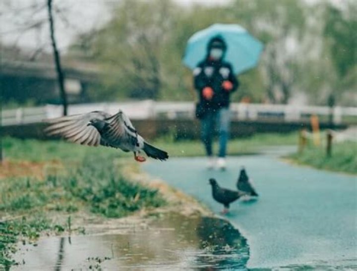 Why do birds not fly in the rain?