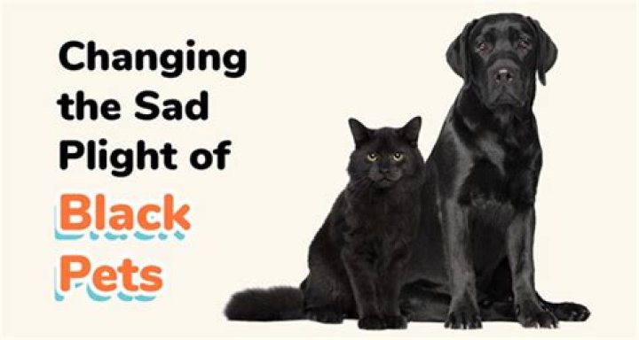 Why do black animals get adopted less?