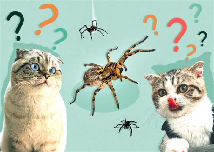 Why do cats eat spiders?