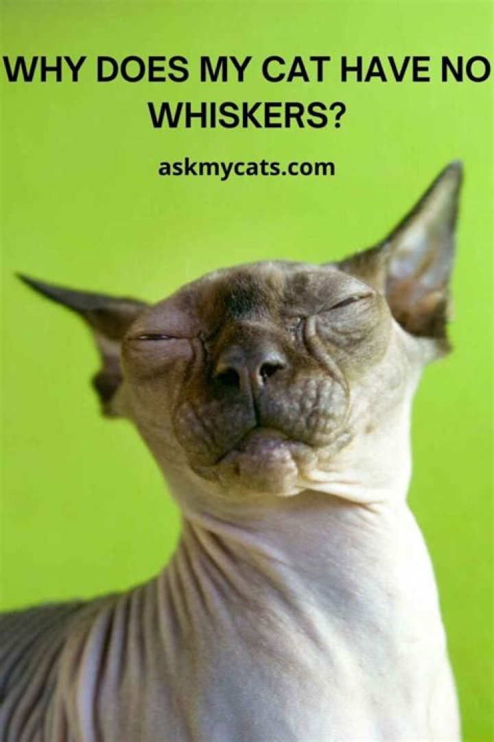 Why do cats have mad half hours?