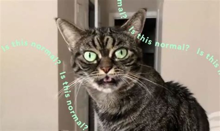 Why do cats make loud crying noises?