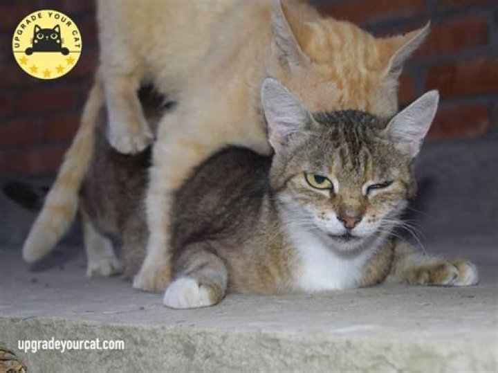 Why do cats meow loud when mating?