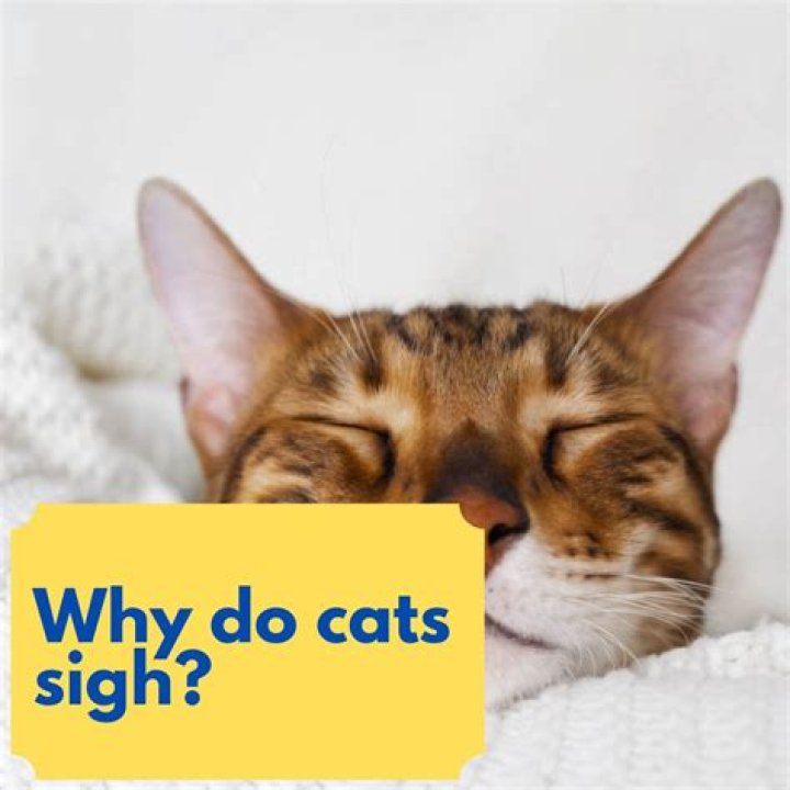 Why do cats sigh?