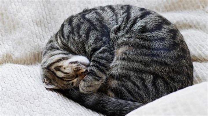 Why do cats sleep at end of bed?