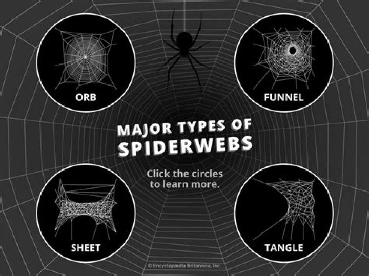 Why do cobwebs keep coming back?