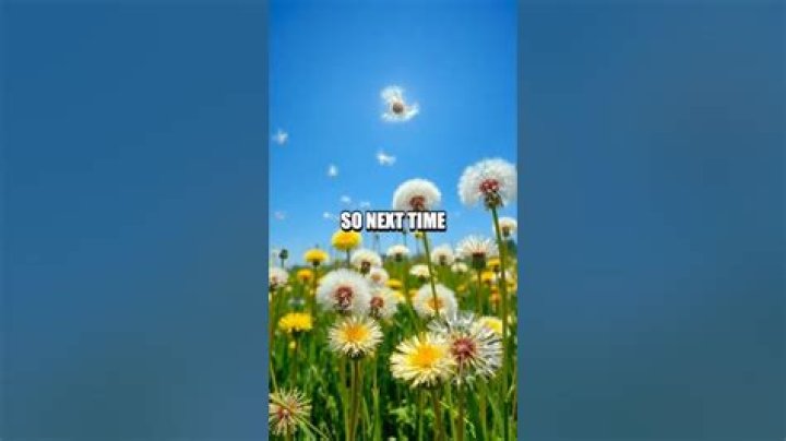 Why do dandelions close at night?