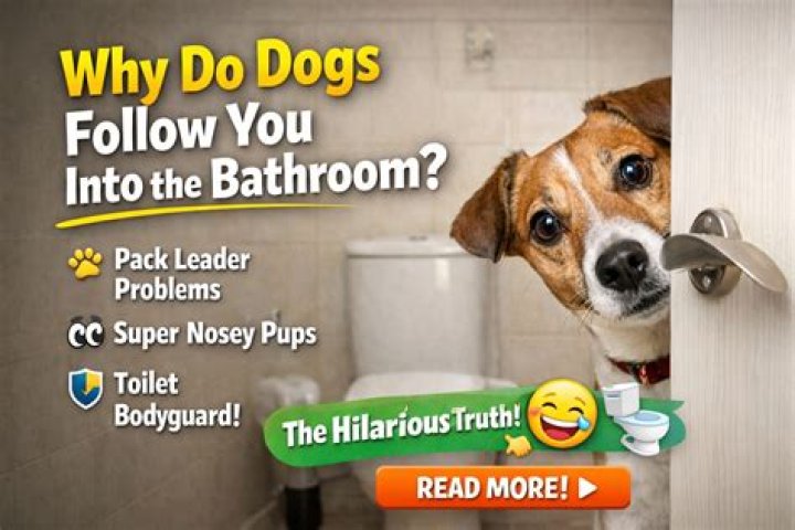 Why do dogs follow you into the toilet?