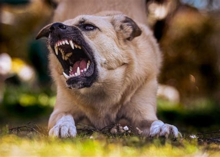 Why do dogs get aggressive towards their owners?