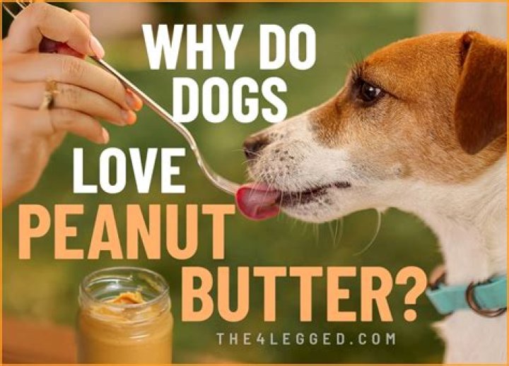 Why do dogs love bread?
