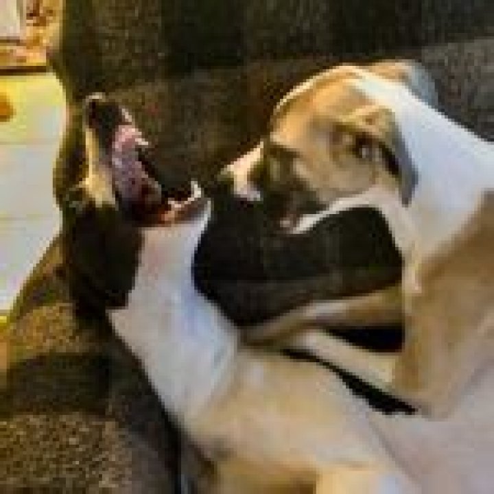 Why do dogs play Bitey face?