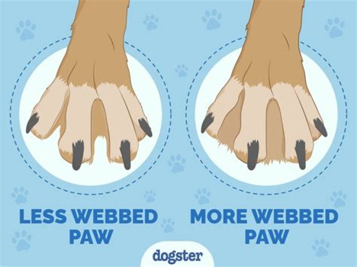 Why do dogs push against you with their paws?