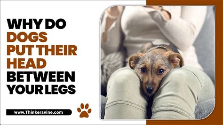 Why do dogs put their head between your legs?