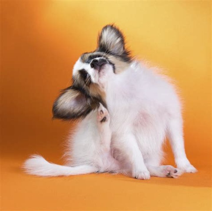 Why do dogs scratch their ears then lick their paws?