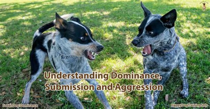 Why do dogs show submission?