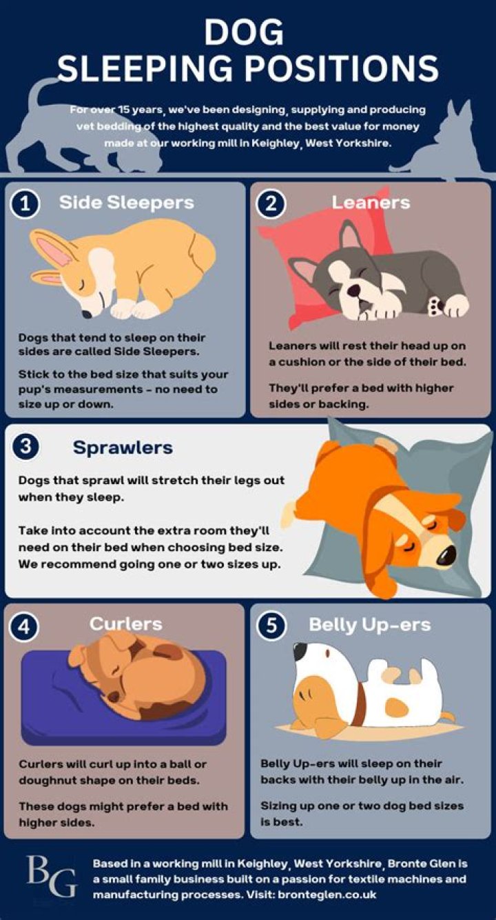 Why do dogs sleep right next to you?