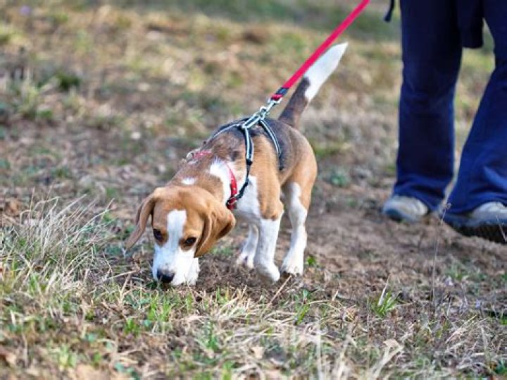 Why do dogs sniff before they poop?