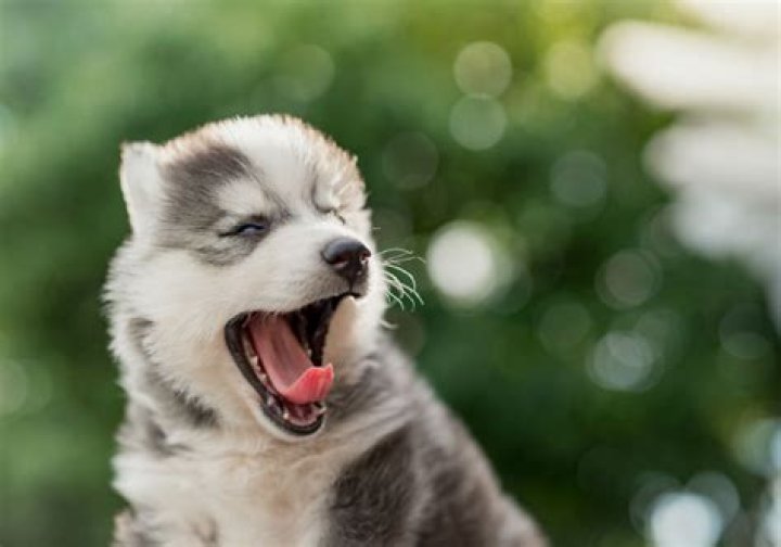 Why do dogs yawn?