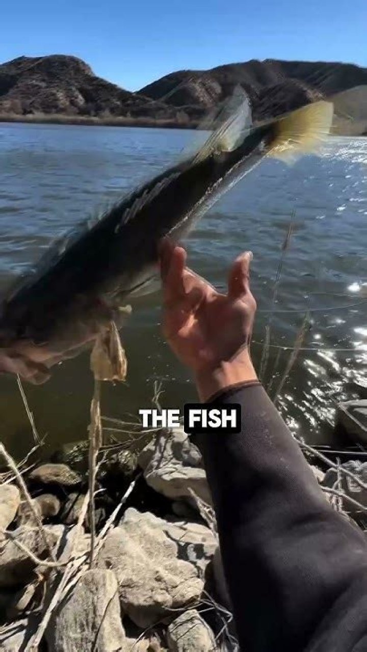 Why do fishermen throw fish back?