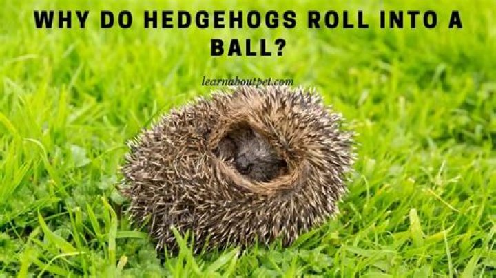 Why do hedgehogs roll into a ball?