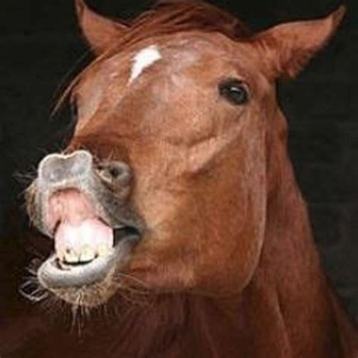 Why do horses lift their lip?