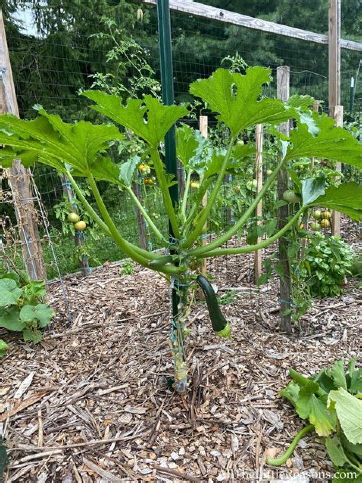 Why do I have ants on my zucchini plant?