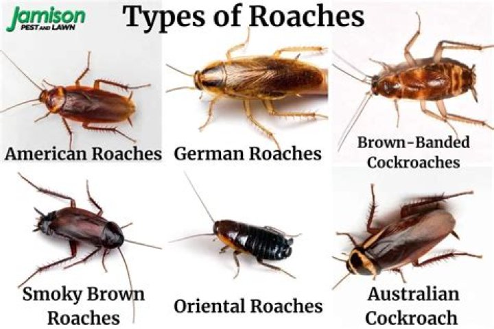 Why do I suddenly have roaches in my house?