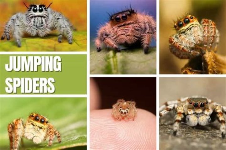 Why do jumping spiders stare at you?