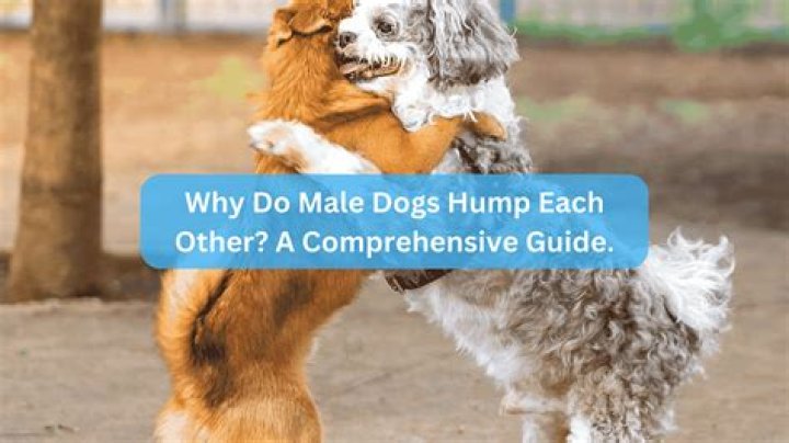 Why do male dogs hump each other?