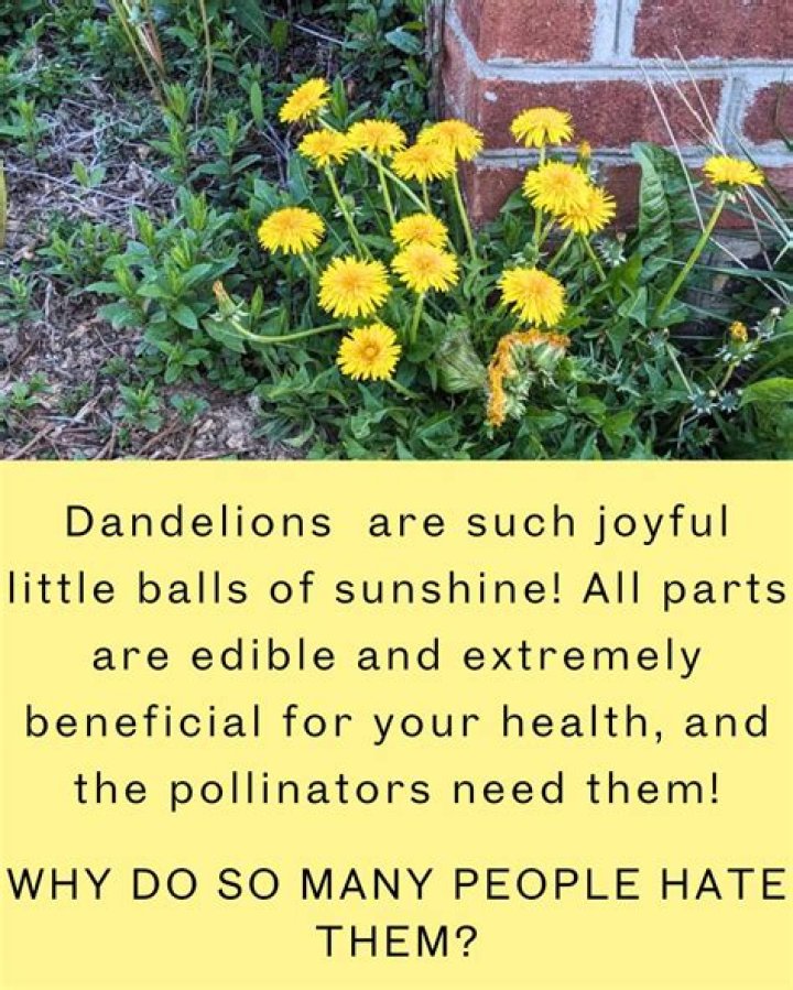 Why do many gardeners welcome dandelions?