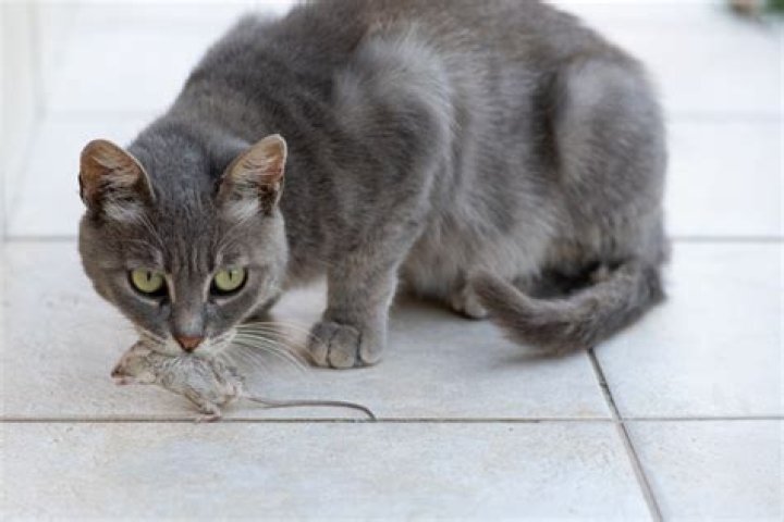 Why do mice not run away from cats?