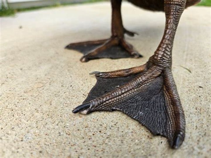 Why do my ducks look like they are panting?