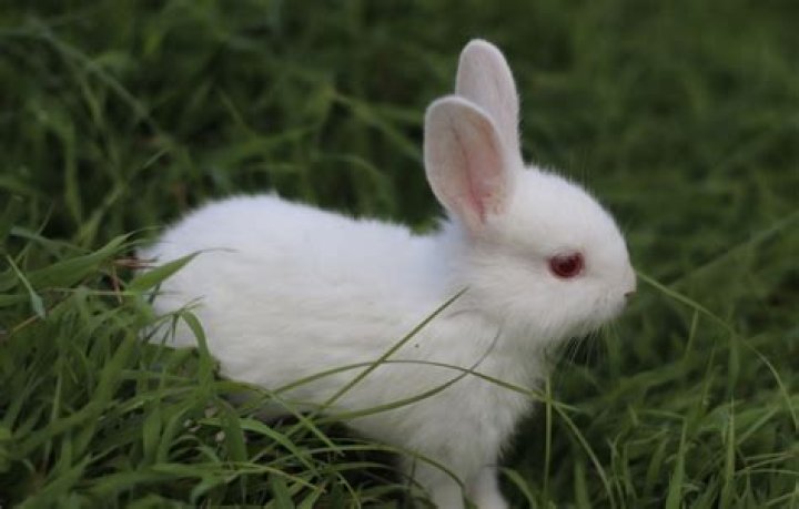 Why do rabbits have red eyes?