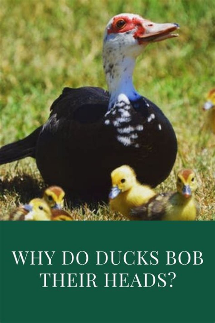 Why do rats bob their heads?