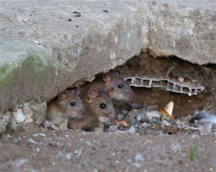 Why do rats go up trees?