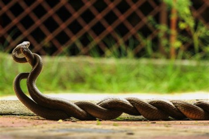 Why do snakes dance together?