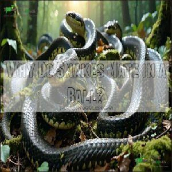 Why do snakes mate in a ball?