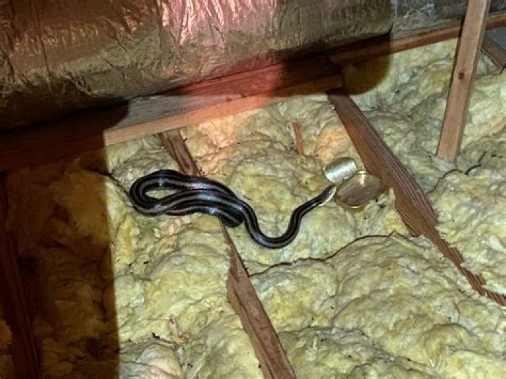 Why do snakes react to flute?