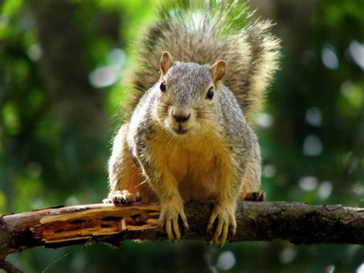 Why do squirrels bark?