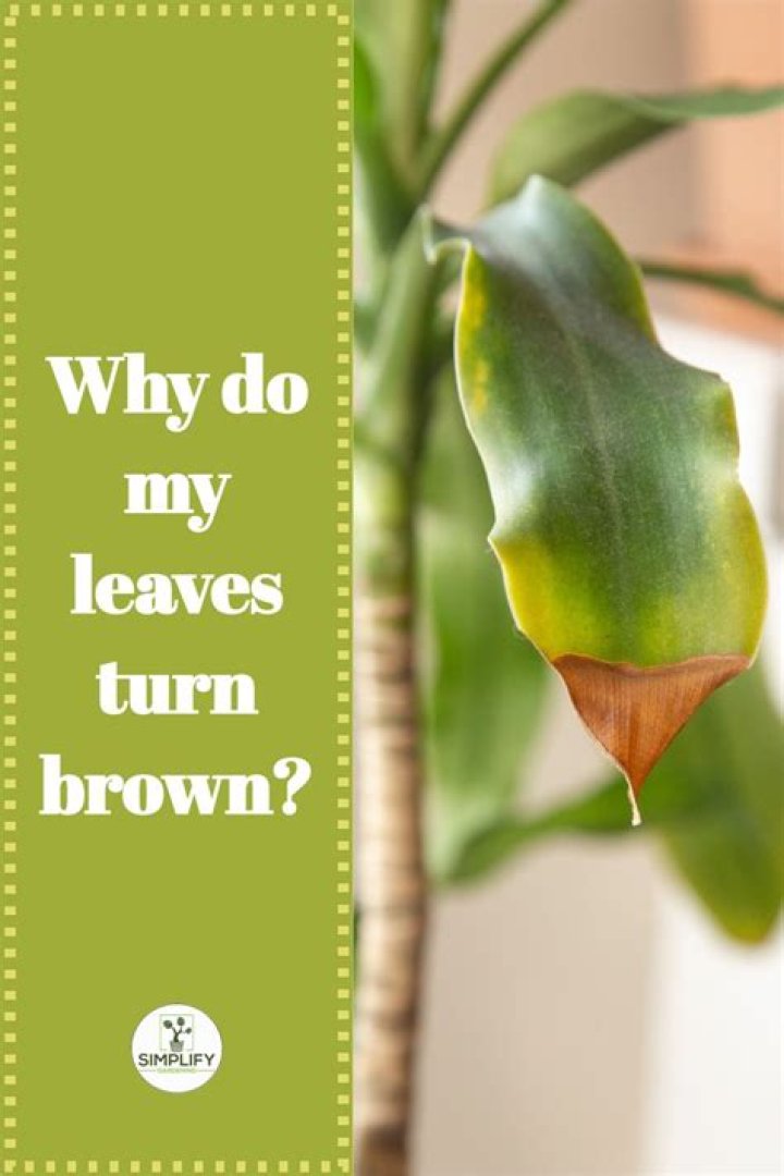 Why do the tips of my plant leaves turn brown?