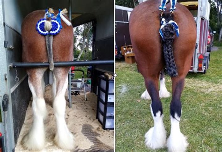 Why do they dock horses tails?