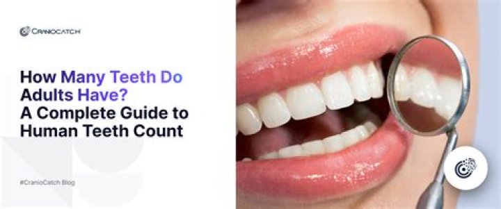 Why do we have 32 teeth?