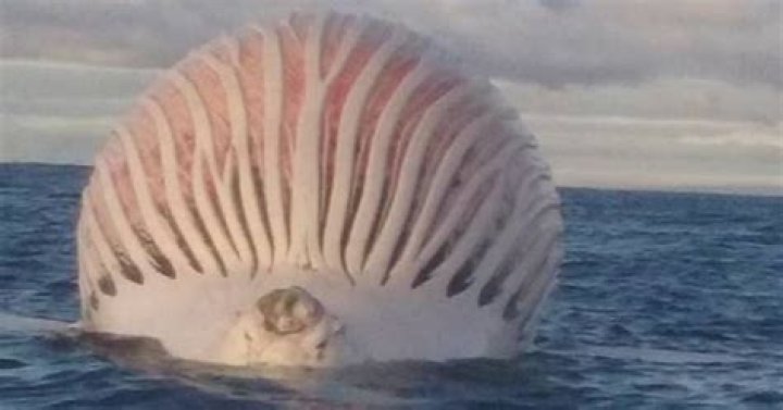 Why do whales explode after dying?