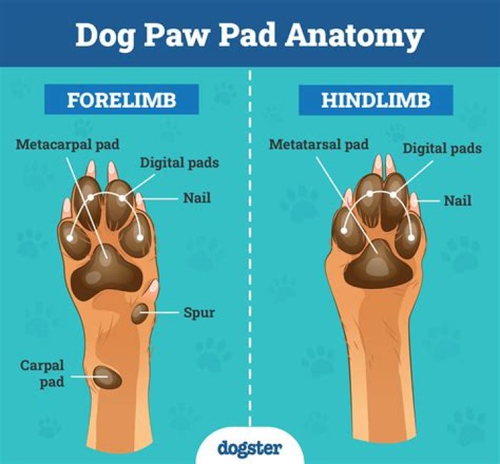 Why does a dog give you his paw?