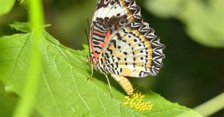Why does laying many eggs help the butterfly?